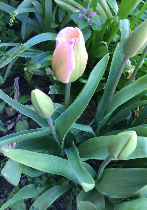 Tulp