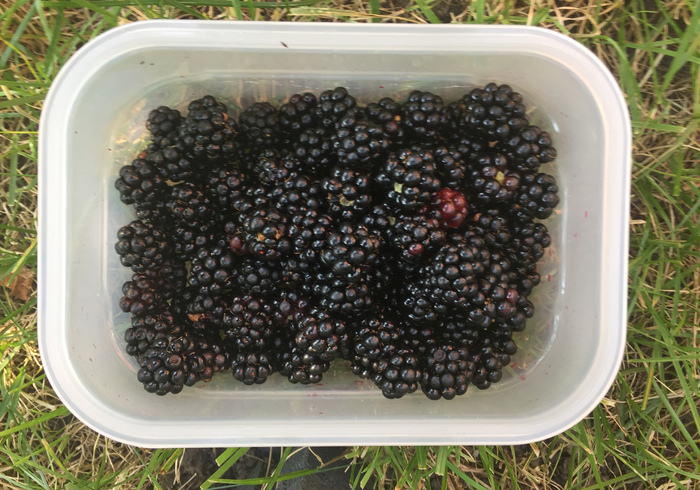 Bramen blackberries 03
