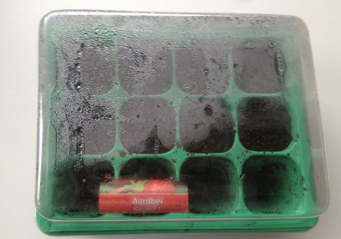 Aardbeien 06