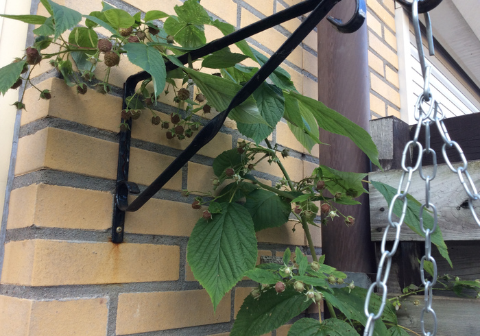 Raspberries 04