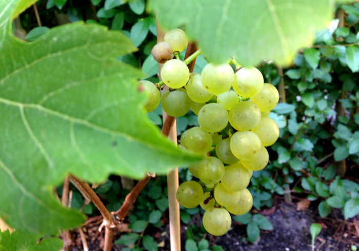 Moestuin 14