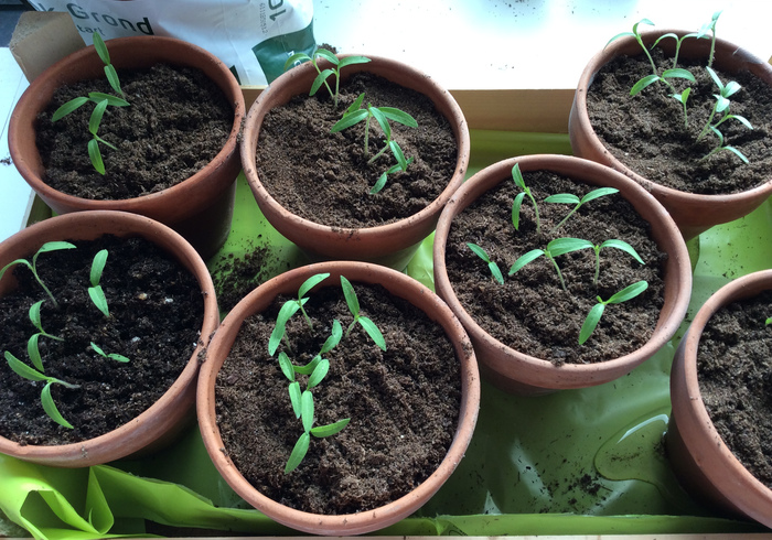 Tomato plants 13