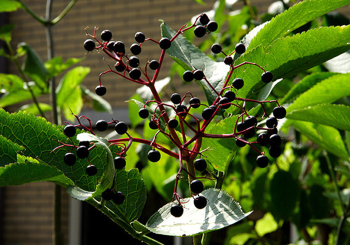 Elder berries 02