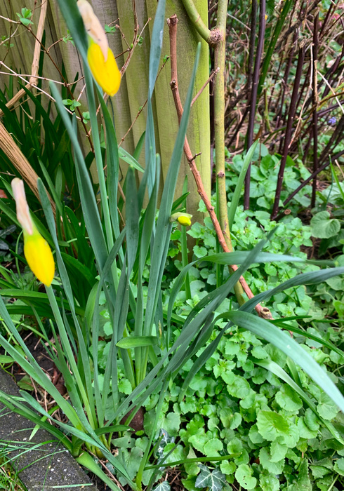 Lentetuin 06