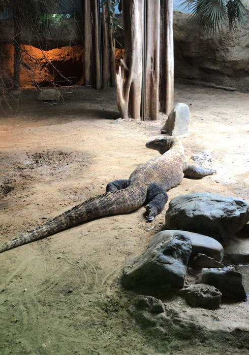 Blijdorp zoo 07
