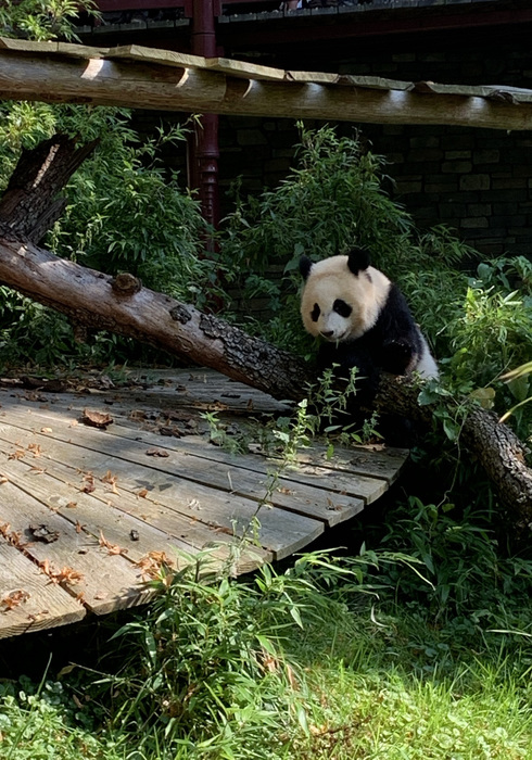 Ouwehands dierenpark 07