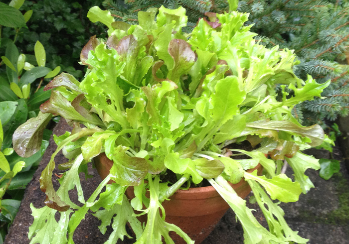 Salad 01