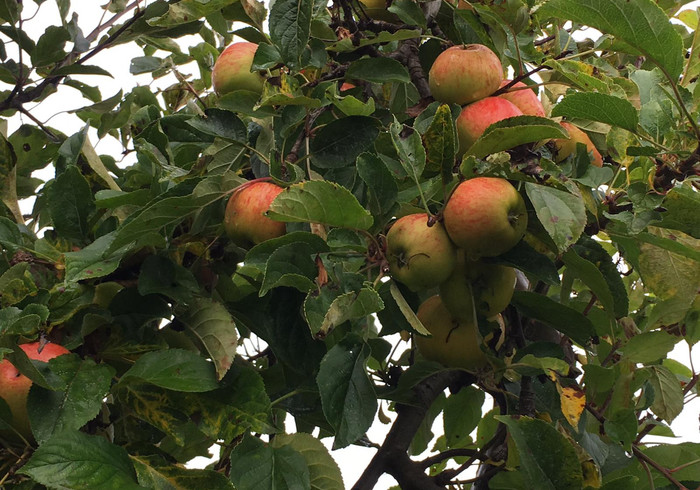 Buytenhof appels plukken 02