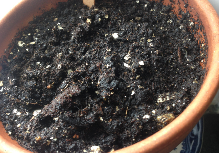 Zaailingen seedlings02