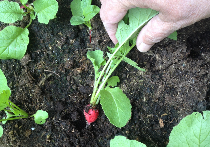 Radish 01