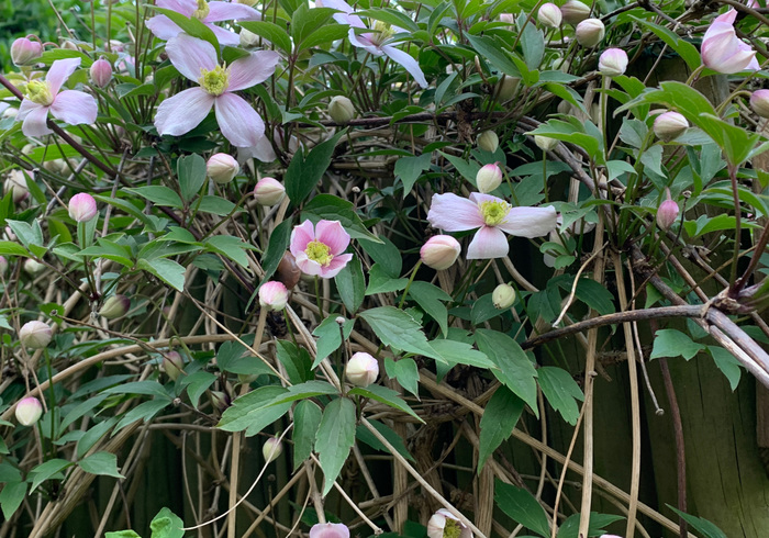 10. clematis