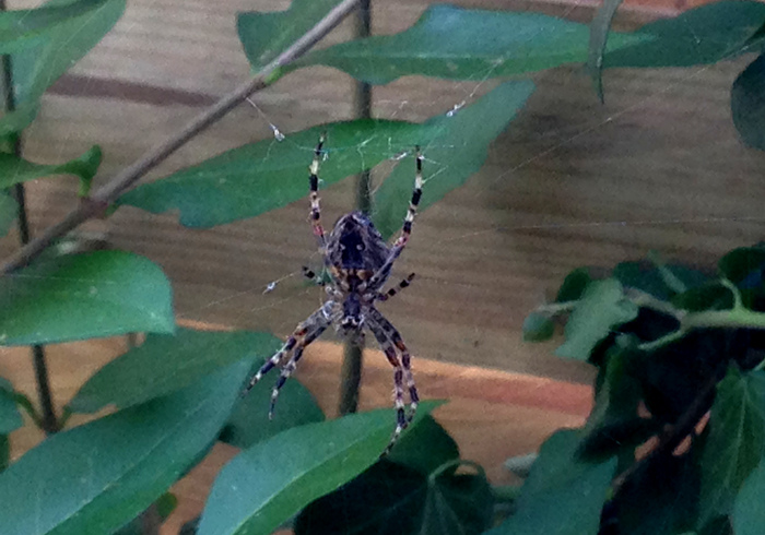 Moestuin sidepic