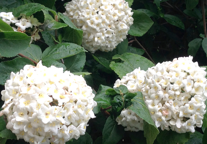 19. snowball %28viburnum%29