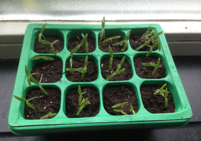 Tomato plants 09