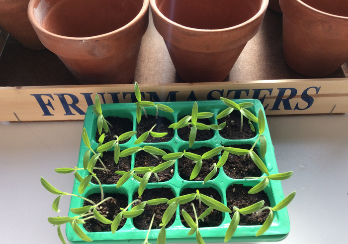Tomato plants 10