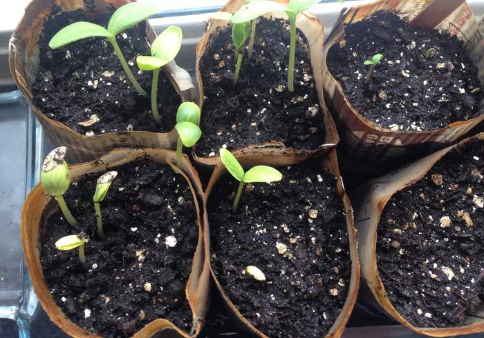 Zaailingen seedlings07