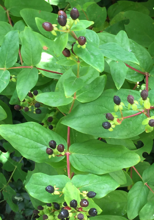 Oktober tuin 16