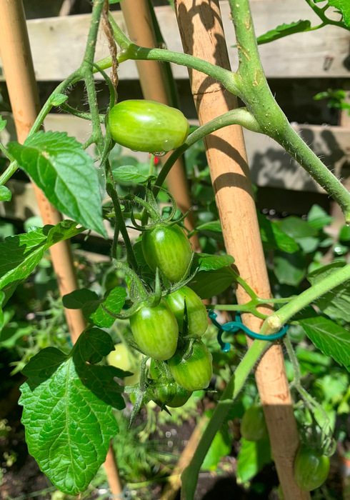 Tomaten 04