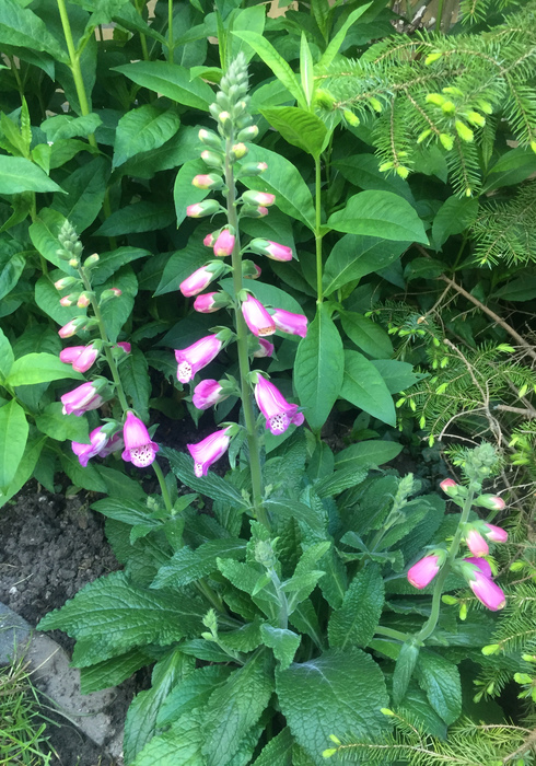 25. vingerhoedskruid digitalis