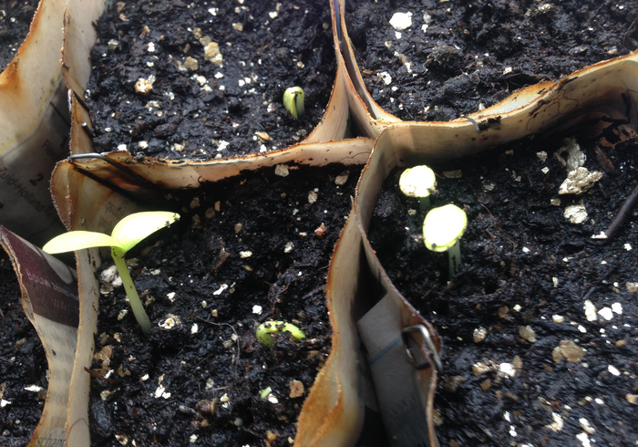 Zaailingen seedlings01