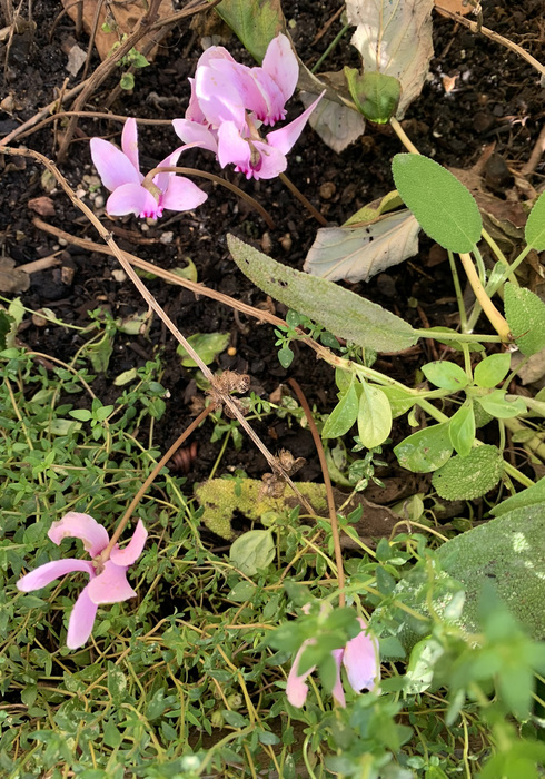 03. oktober winter cyclamen