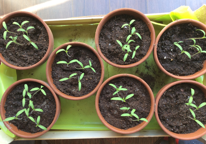 Tomato plants 15