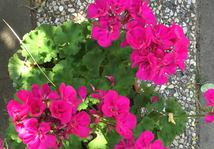 Geraniums 02