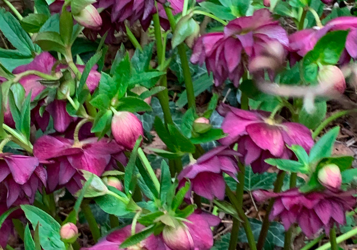 Helleborus sidepicll