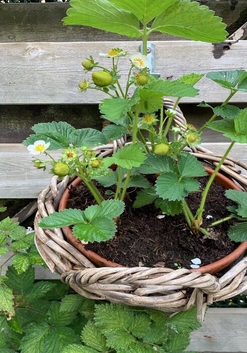 Aardbeien 03