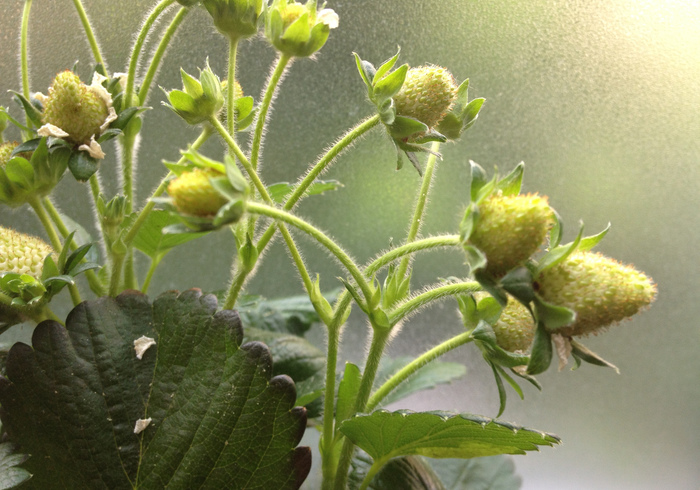 Strawberries 01