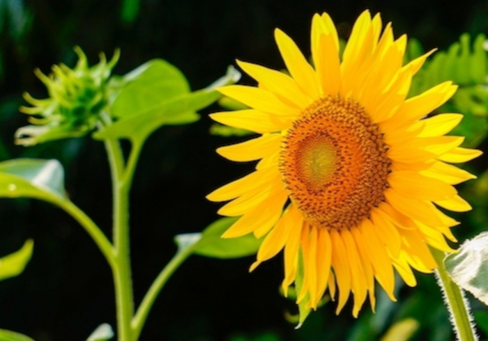 Plant ook een zaadje homepage