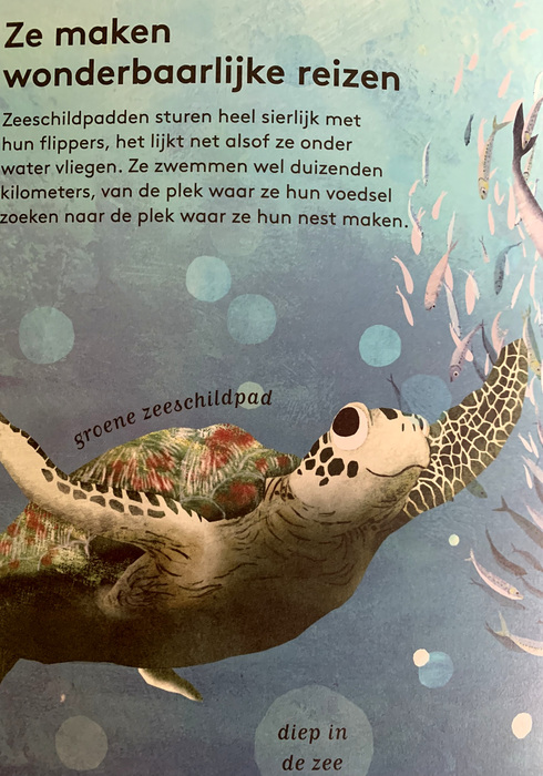 Zeeschildpadden 02