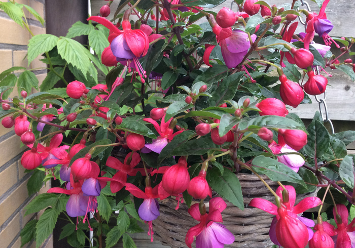 Fuchsia
