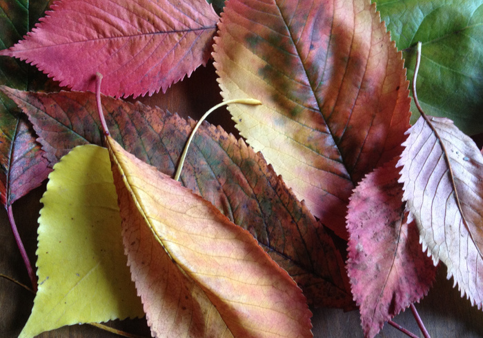 Herfst materiaal side ll