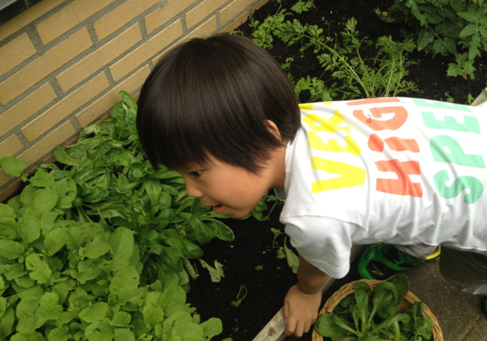 Moestuin 16