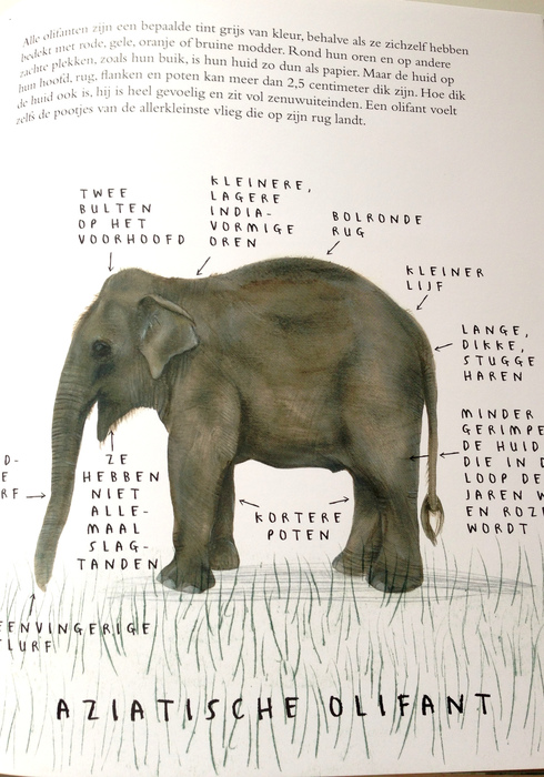 De olifant 02
