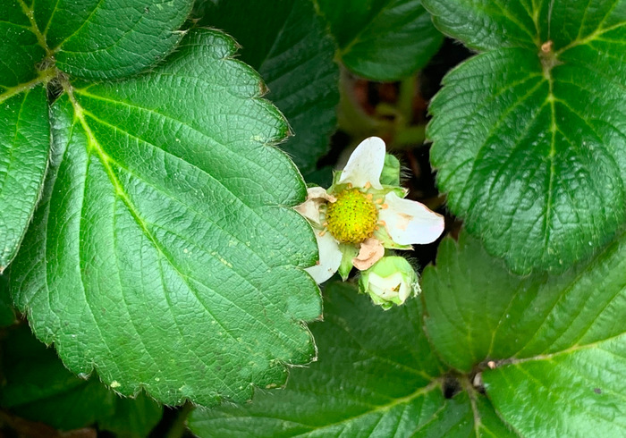 Aardbeien sidepic