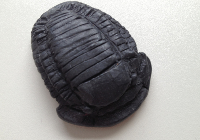 Trilobite 13