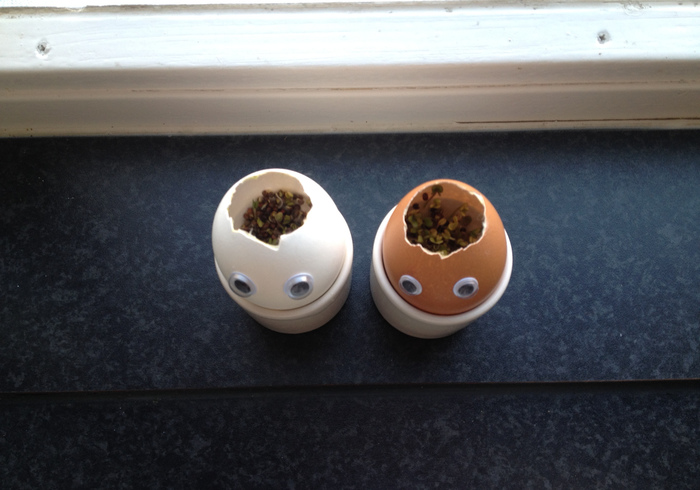 Cress eggs 10
