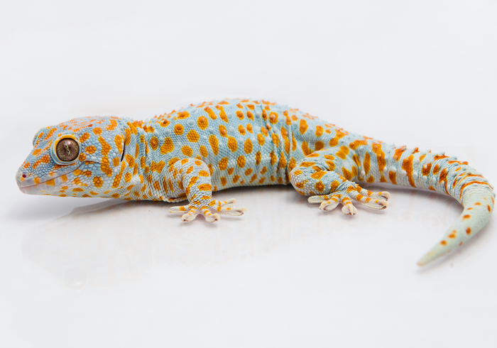 Sint surprise gekko sidepicll