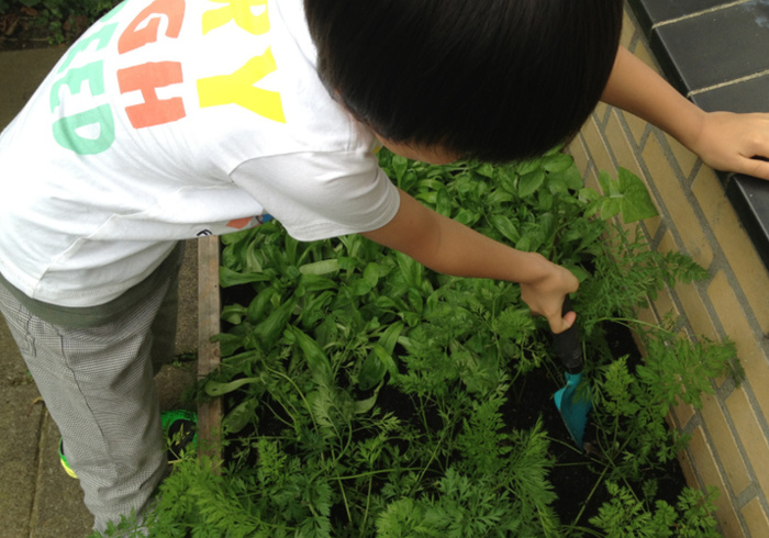 Moestuin 17