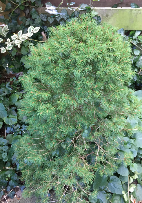 09. pinus