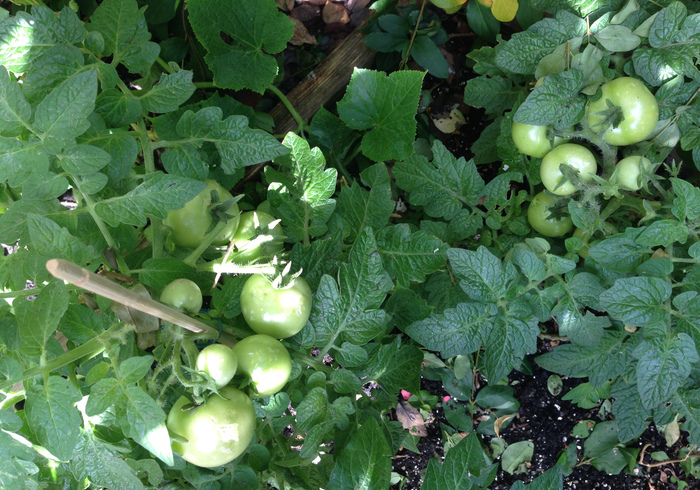 Moestuin 05