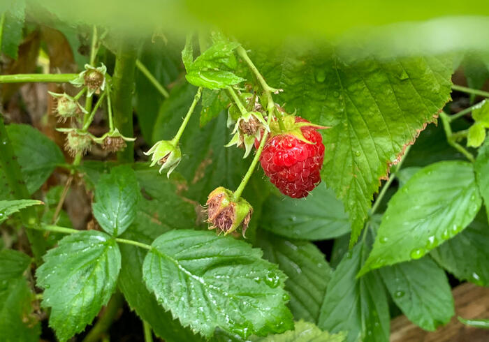 Fruitoogst sidepic