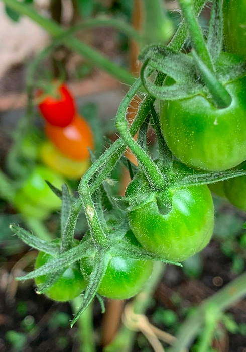 Tomaten 04