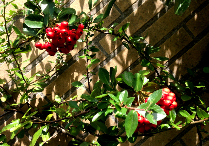 Moestuin 10