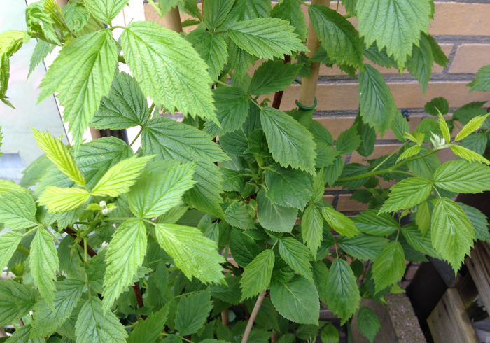 Moestuin 11
