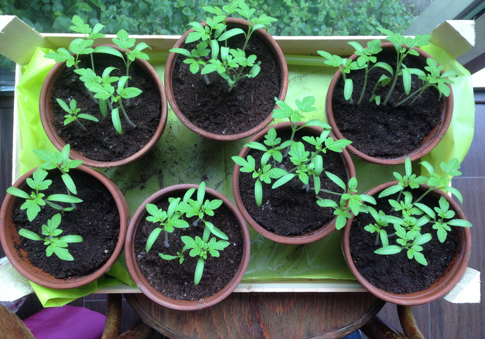 Tomato plants 17