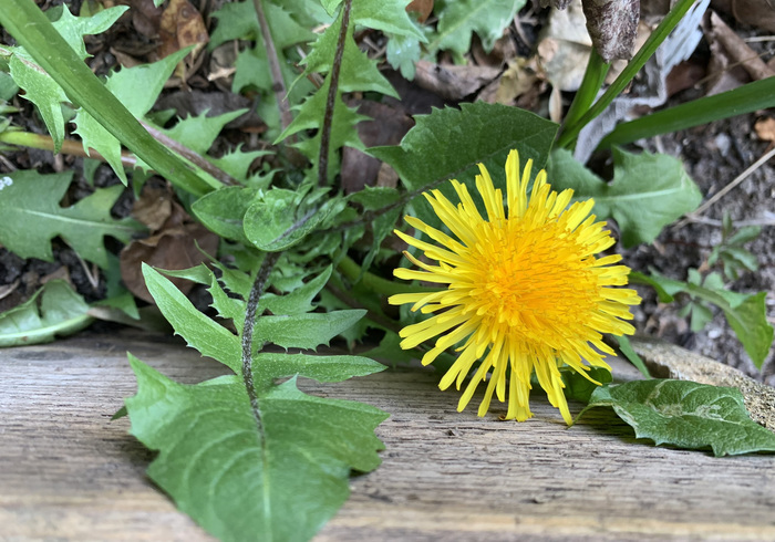 18. paardenbloem