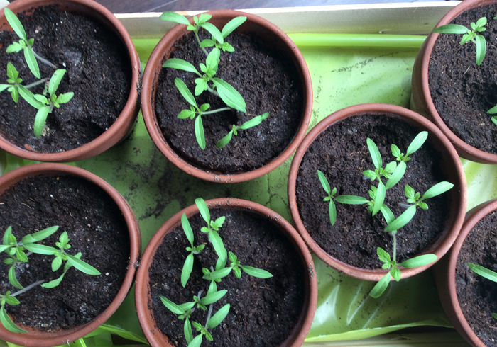 Tomato plants 16